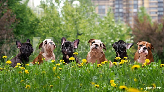 Picture of tall grass among dandelions Lovely dogs Puppies English and French bulldog in public park